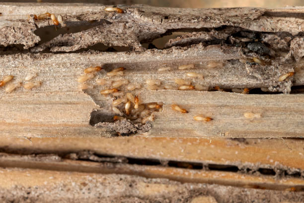 Best Mosquito Control Services  in Leavenworth, KS